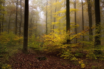 Herbstfarben / ***