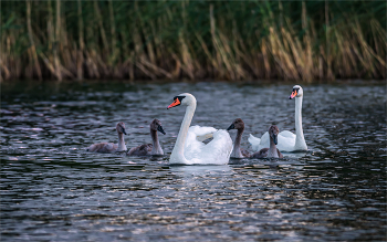 Familien / ***