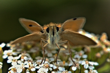 Leafhoppers / ...