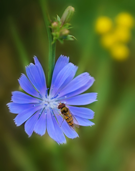 auf einer Blume / ***