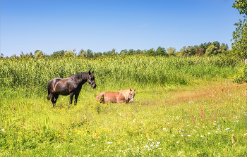 In der Mittagshitze / ***