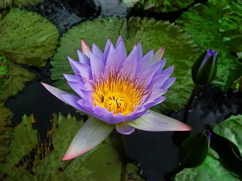 Lotus / ***
