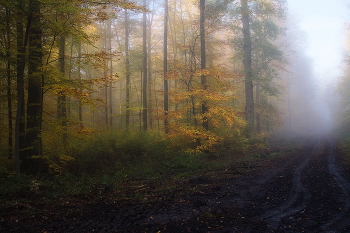 Herbstnebel / ***