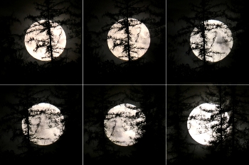 Der Mond hinter den Bäumen / die Fotos sind mit 30 bis 60 sekunden Abstand gemacht, so kann man den Lauf des Mondes erkennen