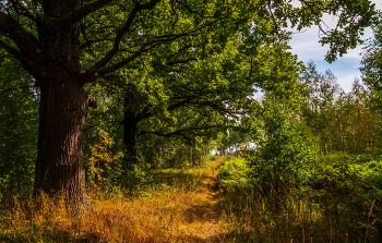 Abend im Wald / ***