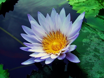 Lotus / ***