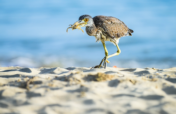 Yellow-crowned Night-Heron (Juvenile) / ***