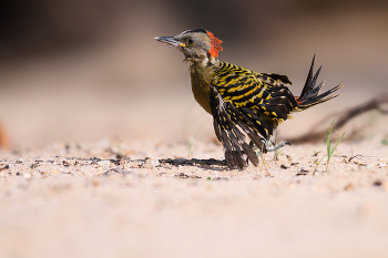 Hispaniolan Woodpecker (juvenile) / ***