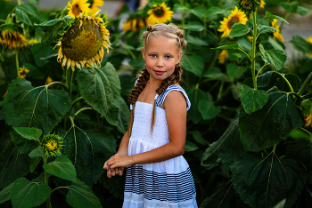 Sonnenblumen / ***