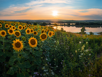 Sonnenblumen / ***