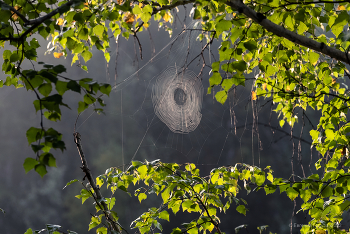 Nebel zerstreut / ***