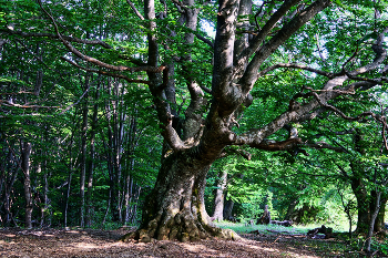 Buchenwald / ***