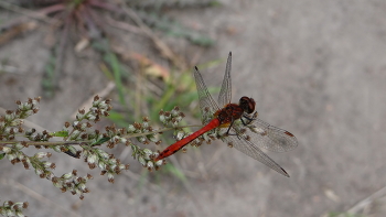 Dragonfly / ***