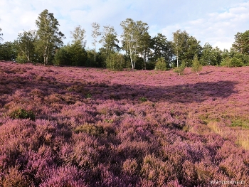 Fischbeker Heide Hamburg / ***