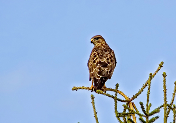 Bussard / ***