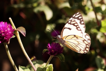 Geht Sommer / ...