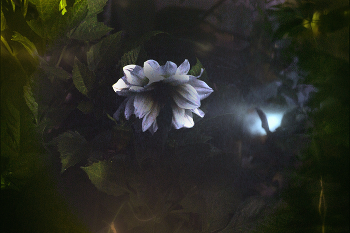 Kalten Morgen. / ***