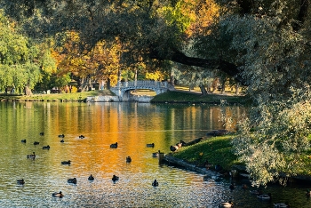 Autumn Gatchina / ***