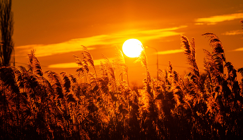 Der Sonnenwind. / ***