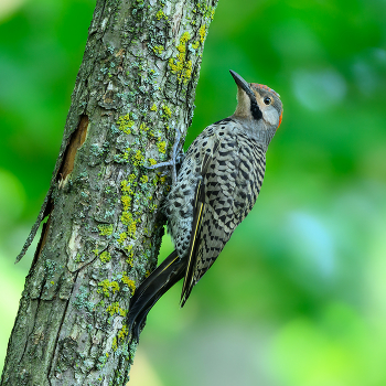 Northern flicker / ***