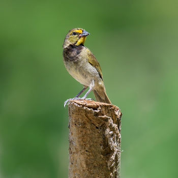 Yellow-faced grassquit (male) / ***