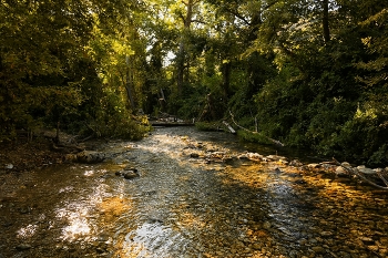 Forest River / ***