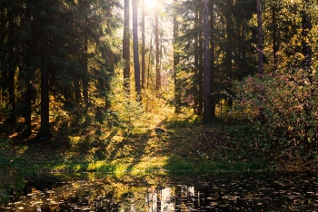 Herbst in Pawlowsk / ***