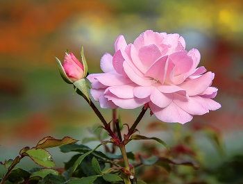 Zärtlichkeit der Natur / ***