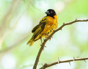 Village weaver (male) / ***