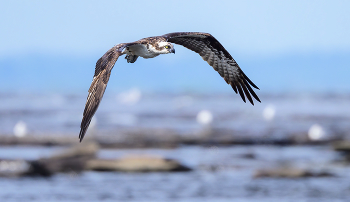 Osprey / ***