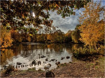 Herbst wieder ... / ***