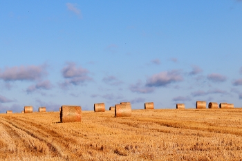 Russische Feld / https://i.imgur.com/iAUmbPy.jpg