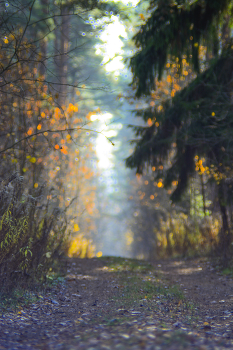 Herbst / ***