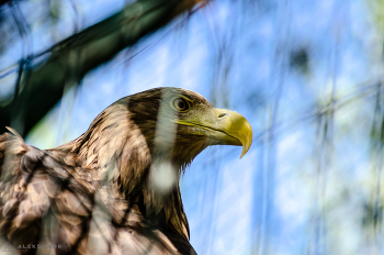 Stolzer Blick / ***