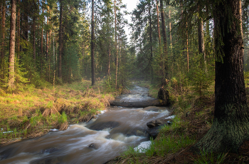 Evening forest / ***