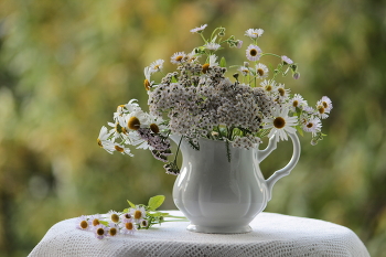 Wildblumen / ***