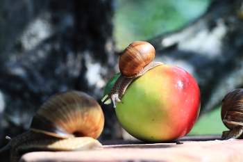 Schnecken / ***