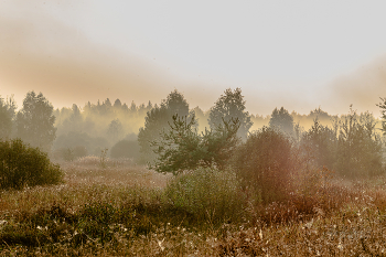 Herbstnebel / ***