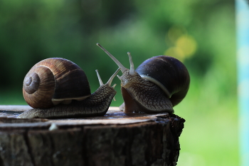 Schnecken / ***