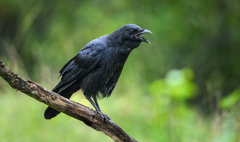 Common raven / ***