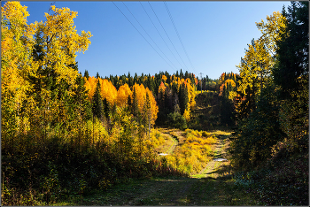 Autumn Gold / ***