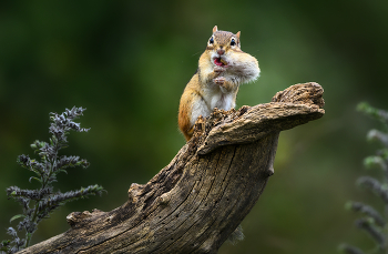 Chipmunk / ***