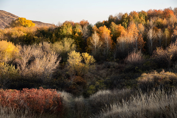 Herbstfarben / ***