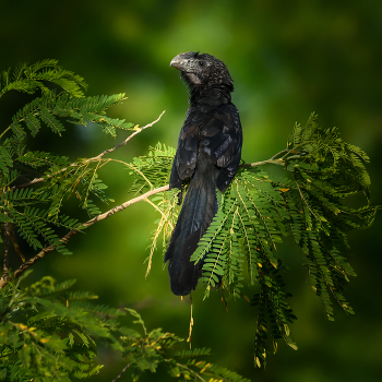 Smooth - billed Ani / ***