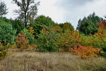 Herbstfarben / ***