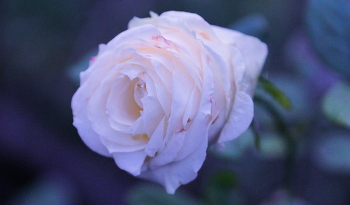 Rose / ***