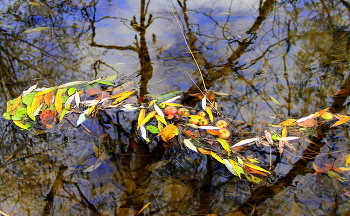 Autumn etude! / ***