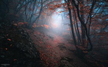 Paths of Autumn / ***