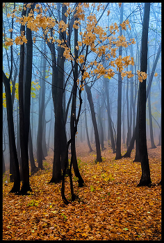 in den herbstlichen Wald / ***