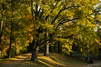 Autumn Gold / ***